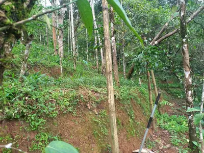 a forest with trees in the middle of it at Pepper Mist Wayanad Homestay in Tindummal