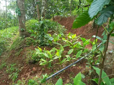 a dirt trail in a forest with plants and trees at Pepper Mist Wayanad Homestay in Tindummal