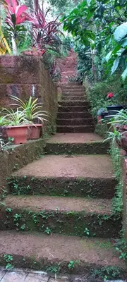 a set of stairs in a garden with plants at Pepper Mist Wayanad Homestay in Tindummal