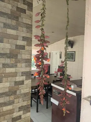 Gallery image of Olive Garden homestay by The Jungle Stay groups in Parambikolam