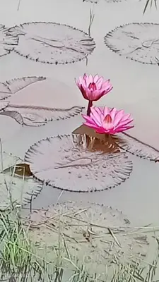 a pink flower sitting on top of a pond at Diamond Villas Wayanad Entire Villa booking in Mananthavady