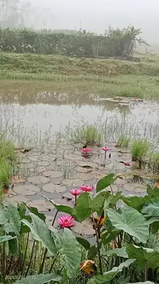 a pond with pink flowers in a field of water at Diamond Villas Wayanad Entire Villa booking in Mananthavady