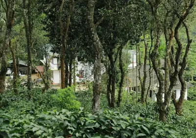 a group of trees in front of a house at Dhanagiri Homestay Wayanad in Vythiri
