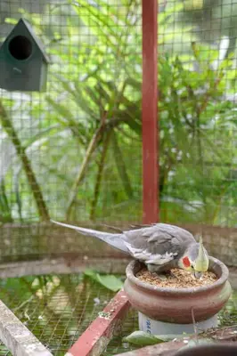a bird eating food out of a bird feeder at Wayanad Vista Family Bungalow in Padinjarathara