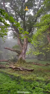 a tree in a foggy field with a tree at Homie Hub in Meppādi