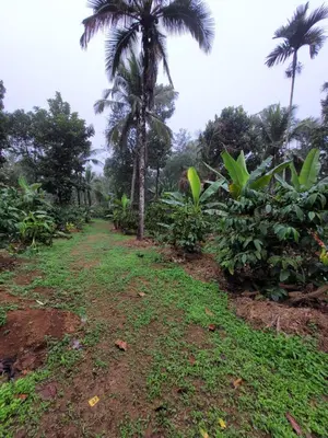 a dirt road with palm trees in a field at Wayanad Villa homestay in Meenangadi