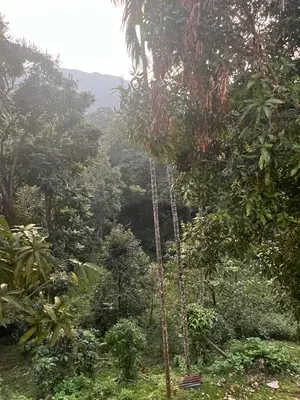 a tree swing in the middle of a forest at VARIYATH HOMESTAY THIRUNELLi in Thirunelli