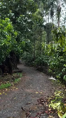 a dirt road in the middle of a forest at Vintage Coffee Estate 3 Bedrooms 1 Cottage in Wayanad