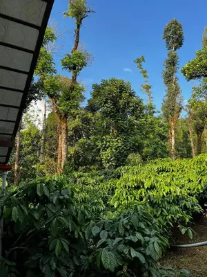 a field of plants with trees in the background at Birdsong Coffee Estate Stay in Madikeri