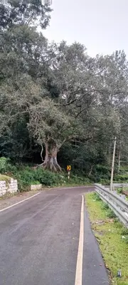 a road with a tree on the side of the road at Varshinicottage kothkiri in Kotagiri