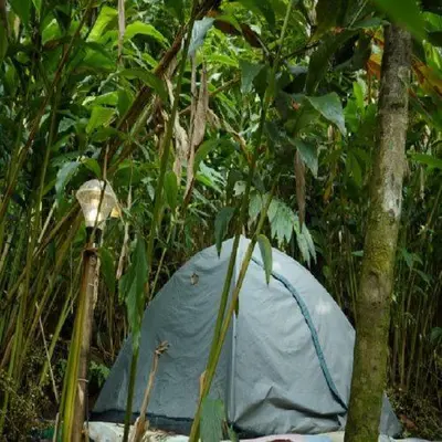 a blue tent in the middle of a forest at Wooden creek tent camping in Meppādi
