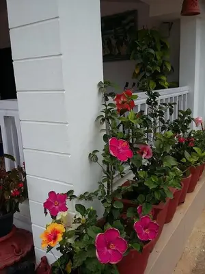 a bunch of flowers in pots next to a wall at The Blue Mountains Estate Stay in Madikeri