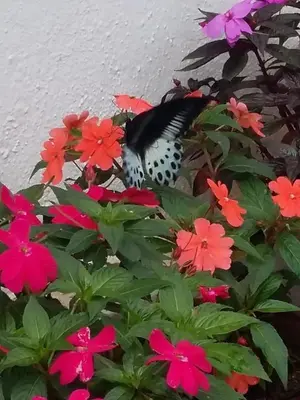 a black and white butterfly sitting in a flower pot at The Blue Mountains Estate Stay in Madikeri