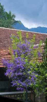 a tree with purple flowers next to a building at Pannadikadu Homestay in Sethumadai