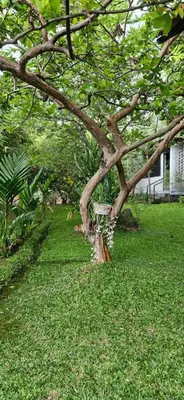 a tree limb with a bird feeder on it at Pannadikadu Homestay in Sethumadai