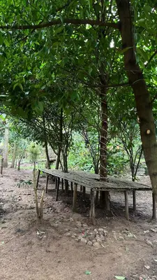 a wooden bench under a tree in a park at HeavensAway in Marayoor