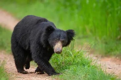a black bear walking down a dirt road at Coorg Wild Walk, Nagarhole - A CGH Earth SAHA Experience in Srimangala