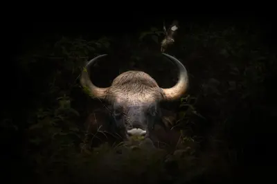 a bull with long horns standing in the grass at Coorg Wild Walk, Nagarhole - A CGH Earth SAHA Experience in Srimangala