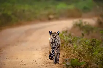 a zebra walking down a dirt road at Coorg Wild Walk, Nagarhole - A CGH Earth SAHA Experience in Srimangala