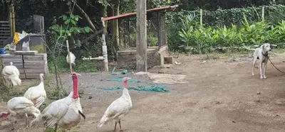 a group of birds walking around in a field at Nila Organica Farm Stay in Palakkad