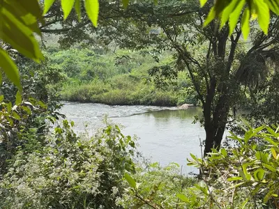 a river with a tree in the middle of it at EcoMinimalist Home by the River in Seringapatam