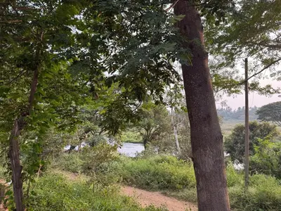 a group of trees with a river in the background at EcoMinimalist Home by the River in Seringapatam