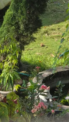 a garden with flowers and a bird in the grass at Serahs Homestay in Agali