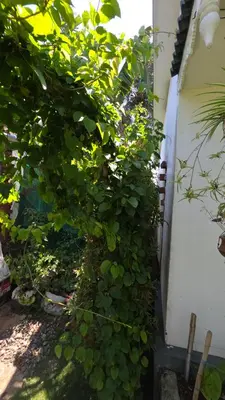 a bush with green leaves next to a building at Serahs Homestay in Agali