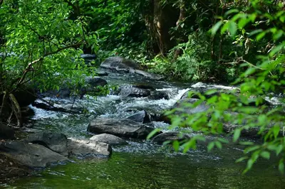 a stream of water with rocks in a forest at Lotus Exotica Homestay in Suntikoppa