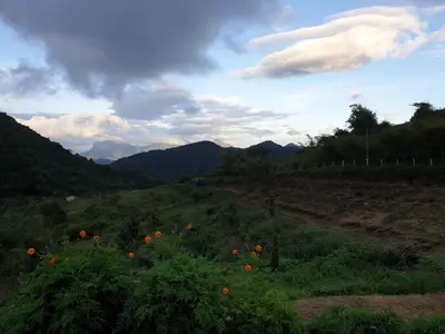 a field with flowers on a hill with mountains at wild grove resorts in Varagampadi