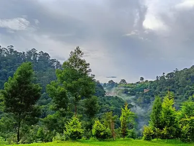a view of a forest with trees and smoke at Jungle view in Coonoor