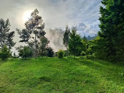 a grassy field with trees and smoke in the distance at Jungle view in Coonoor