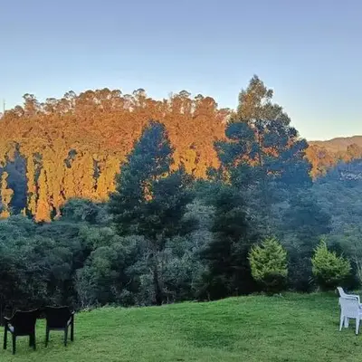Jungle view