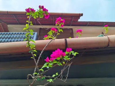 a group of pink flowers on a building at Ashirvad Homes in Mannārakkāt
