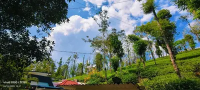 a grassy hill with trees on the side of it at The Bulbul Nest Homestay in Gūdalūr