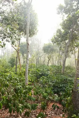 a forest filled with lots of green plants at Trumpet Deck in Kutta