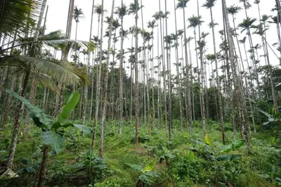 a plantation of palm trees in a forest at Areca Valley Farmstay in Agali