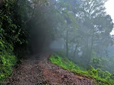 a dirt road in a foggy forest with trees at Wayanad One in Wayanad