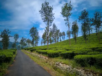 a road in the middle of a tea plantation at Wayanad One in Wayanad