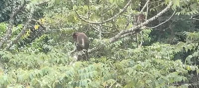 a monkey sitting in a tree in the forest at View Point Stay Coorg in Madikeri