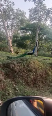 a peacock walking on the grass next to a car at Vi stays in Ooty