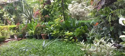 a garden filled with lots of plants in pots at greenview homestay Mayyil in Parassinikadavu