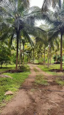 a dirt road in a field with palm trees at KV Farm house in Malaiyāndipattanam