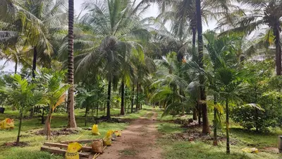 a dirt road in front of a bunch of palm trees at KV Farm house in Malaiyāndipattanam