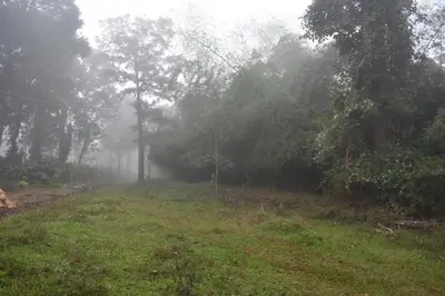 a foggy field with trees and a dirt road at Green Heaven Kuruva Wayanad in Chekadi
