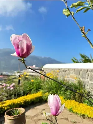 a pink flower on a branch in a garden at Ivy Cottage Kodaikanal in Kodaikānāl