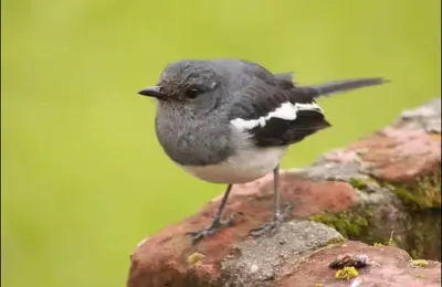 a black and white bird standing on a rock at Ivy Cottage Kodaikanal in Kodaikānāl