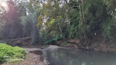 a river in the middle of a forest with trees at Blooms Aquatica in Kenichira