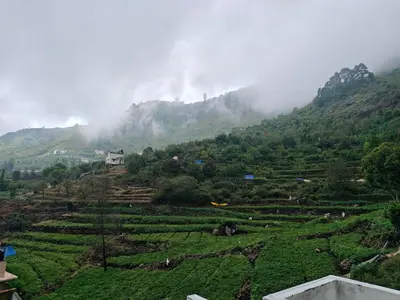 a field of tea plantations on a mountain at Jazz&Hill in Kodaikānāl