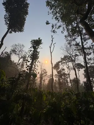 a misty forest with the sun in the background at Pragathi Homestay in Mananthavady